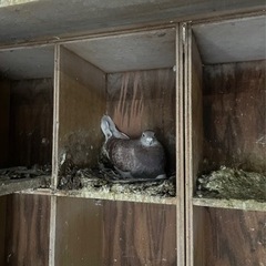 元レース鳩、愛玩鳩　譲ります。