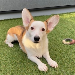 ウェルシュコーギーペンブローク女の子 - 犬
