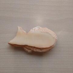 まるで本物　たい焼き　食品サンプル　美品の画像