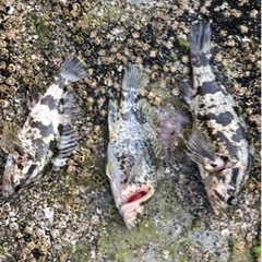 釣り仲間募集 - 尾道市