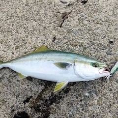 釣り仲間募集 − 広島県