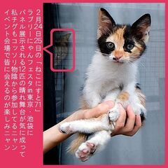 ねこにすとinLovelyにゃんフェスタ 東京2024の画像