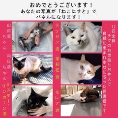 ねこにすとinLovelyにゃんフェスタ 東京2024 − 東京都
