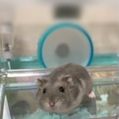 ジャンガリアンハムスター