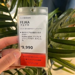 人工観葉植物の画像