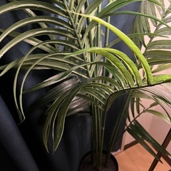 人工観葉植物の画像