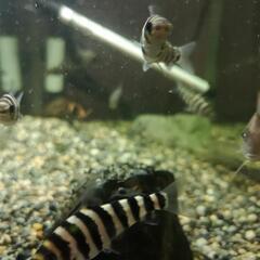 珍しい熱帯魚(^-^)バンデットレポリヌスです。の画像