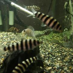 珍しい熱帯魚(^-^)バンデットレポリヌスです。の画像