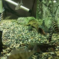 珍しい熱帯魚(^-^)バンデットレポリヌスです。の画像