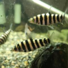 珍しい熱帯魚(^-^)バンデットレポリヌスです。