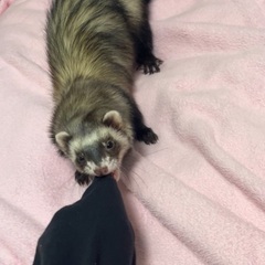 フェレットがいなくなってしまいました