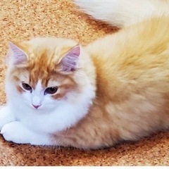 ブリード卒業猫ちゃん ラガマフィン（代理投稿になります）