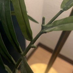 人工観葉植物の画像