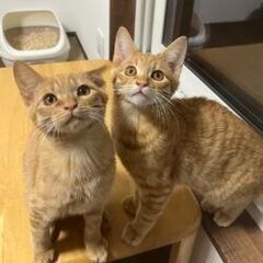 (一旦中止します）テラ♂トラ♂兄弟