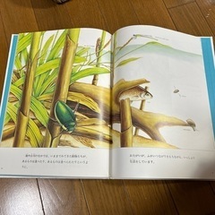 池や小川の生物 福音館のかがくのほんの画像