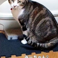 キジ白のみーちゃん