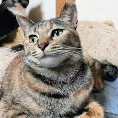 パステル系サビの女の子☆サラちゃん - 大東市