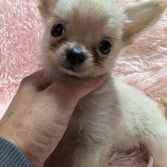 🥰360ｇ 小さいチワワ クリーム君
