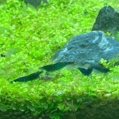 ダークブルーシュリンプ10匹