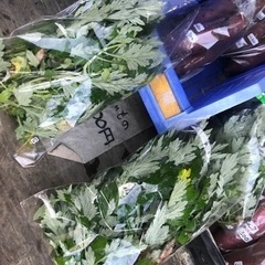 ヨモギ　10号袋分