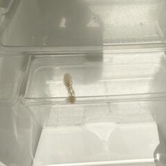 東芝冷蔵庫120Lの画像