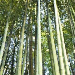 竹林整備　間引き手入れ無料