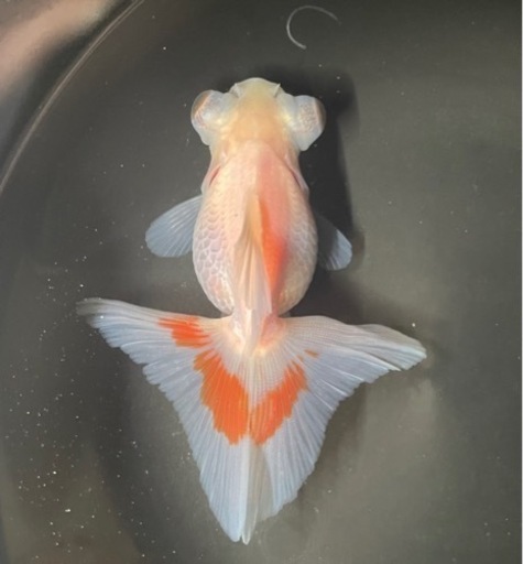 【KING CLUB】プレゼントあり‼️蝶尾 3匹  金魚 まとめ売りSALE