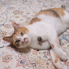 三毛猫のはるちゃん