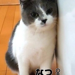 白グレーのなっちゃん