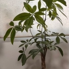 観葉植物　パキラの画像