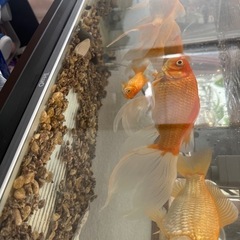 金魚