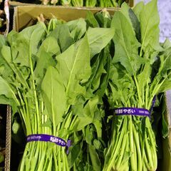 旬の野菜　ほうれん草　100束入荷できました:）