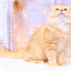 ブリード卒業猫ちゃん。ラガマフィンの男の子になります。（代理投稿です） - 葛飾区