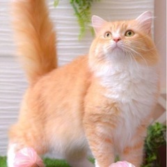 ブリード卒業猫ちゃん。ラガマフィンの男の子になります。（代理投稿です）
