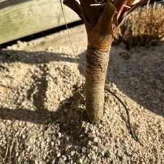 赤ドラセナ　レッドスター　コルジリネ　幹立の画像