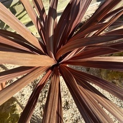 赤ドラセナ　レッドスター　コルジリネ　幹立の画像