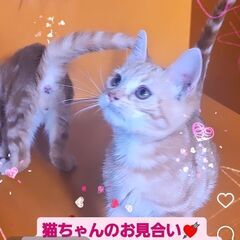3/3(日)譲渡会♪10月生アメリカンショートヘア兄弟(⋈◍＞◡...