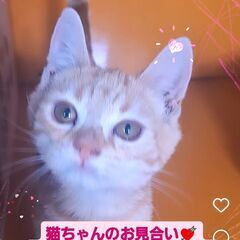 3/3(日)譲渡会♪10月生アメリカンショートヘア兄弟(⋈◍＞◡＜◍)。✧♡  - 大田区