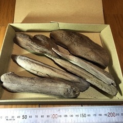 流木　③ネコポスサイズ