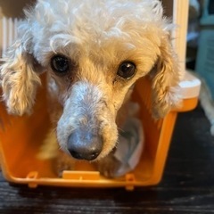 ちょっと怖がりトイプードルちゃん