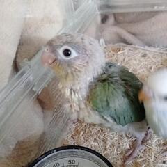 ウロコインコ ブルーシナモン - ペット
