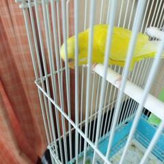 お話し中です。セキセイインコ　黄色　1羽 - 里親募集
