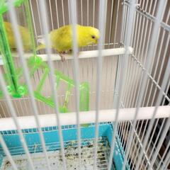 お話し中です。セキセイインコ　黄色　1羽 - 平塚市