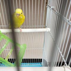お話し中です。セキセイインコ　黄色　1羽 - その他