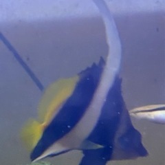 値下交渉⭕️海水魚　ハタタテダイ　13〜15cm ワイルド