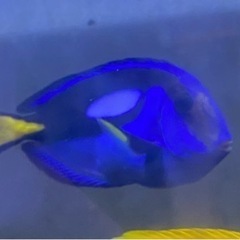 海水魚　ナンヨウハギ　15〜17cm