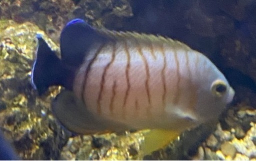 海水魚　エイブルズエンゼルフィッシュ　約8cm
