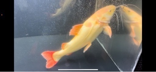 レッドテールキャットシミ無し