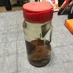 処分代1000円差し上げます。まむし酒　処分お願いします　