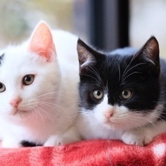 仲良し兄弟4ヶ月　トライアル可　保護猫です